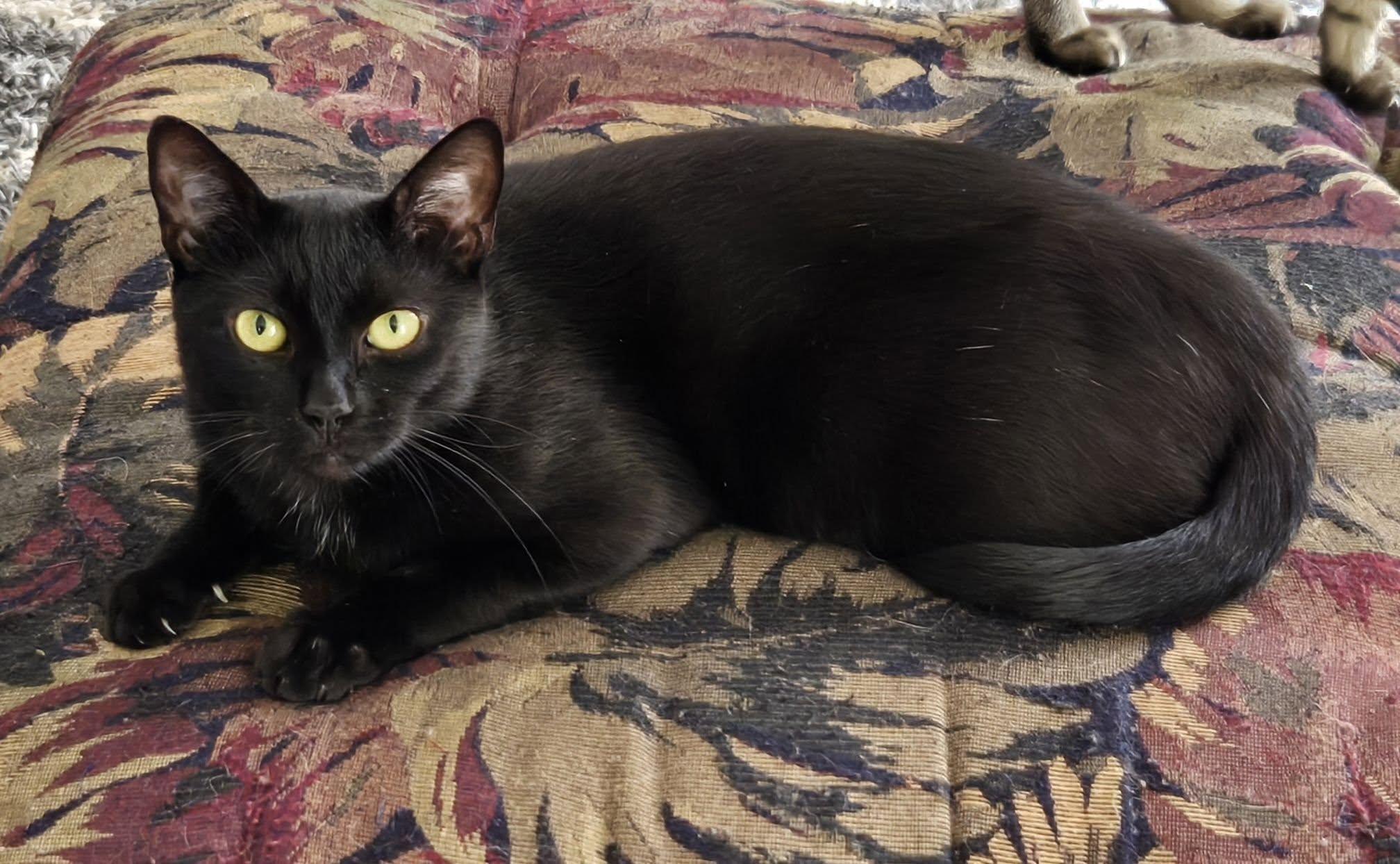 Enlarge Raven, a Adoptable Domestic Short Hair in Enfield, CT image 5/6