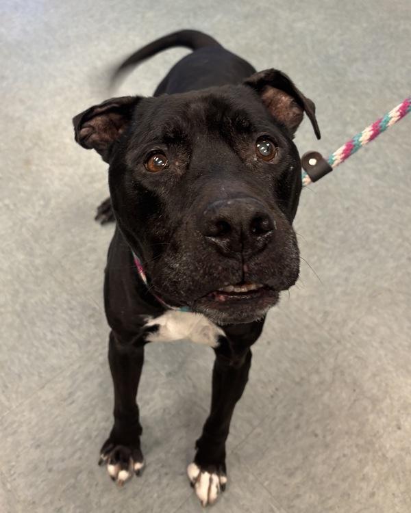 Oldermort - In Foster, Adoptable, Senior Male American Bully & Pit Bull Terrier.