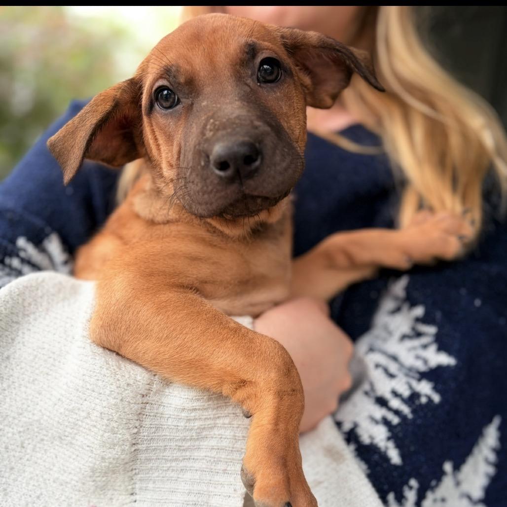 Moira Rose, a Adoptable mixed breed in Riverside, CA image 1/6