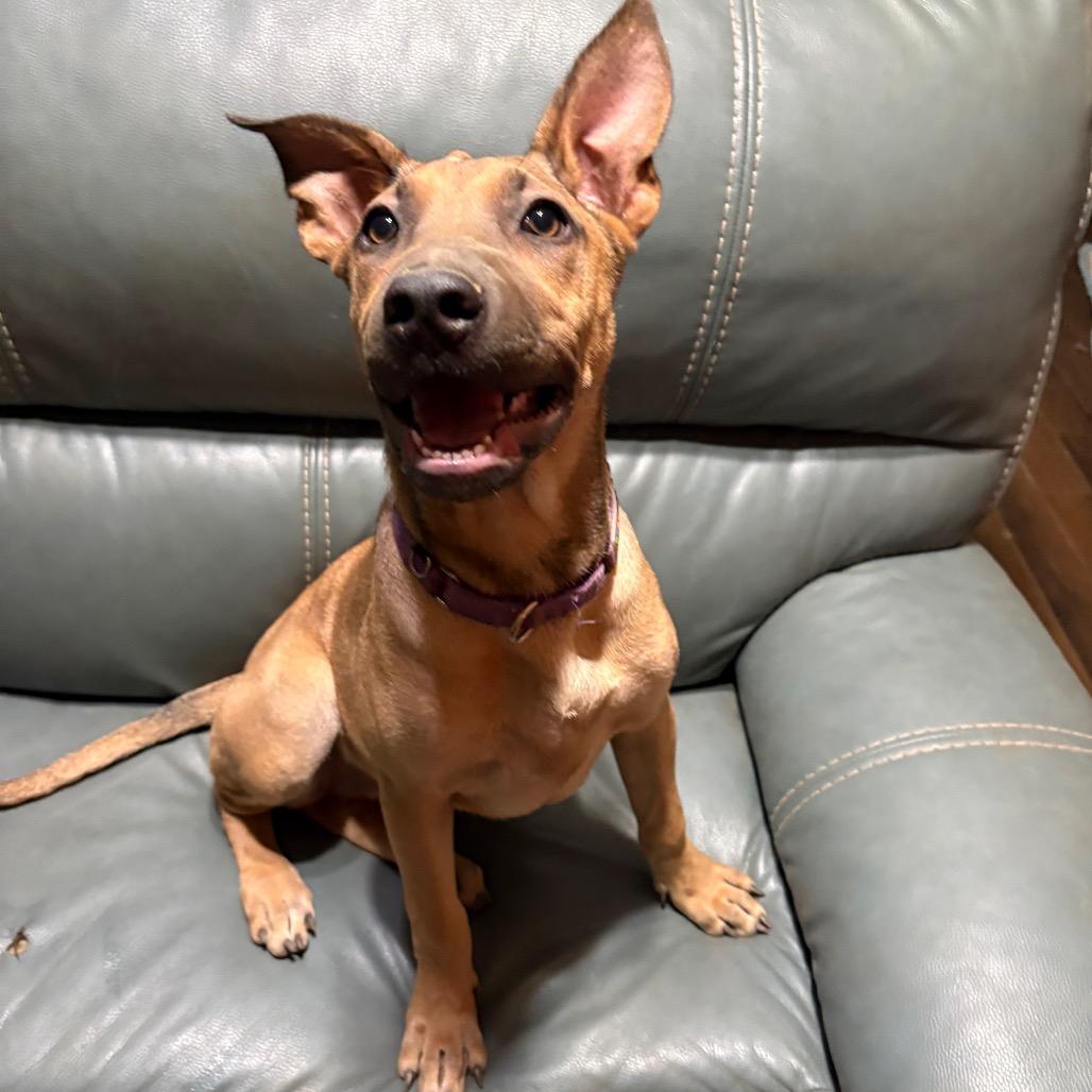 Moira Rose, a Adoptable mixed breed in Riverside, CA image 2/6