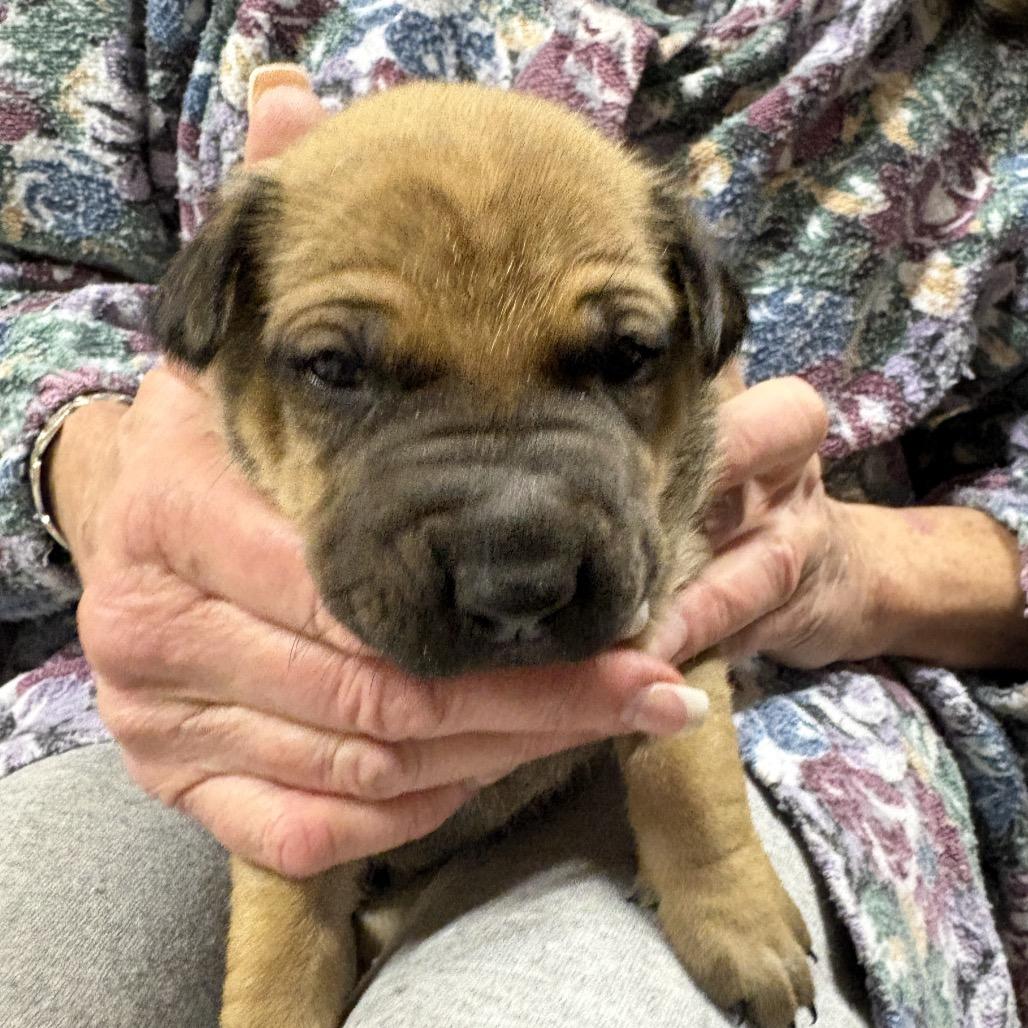 Moira Rose, a Adoptable mixed breed in Riverside, CA image 3/6