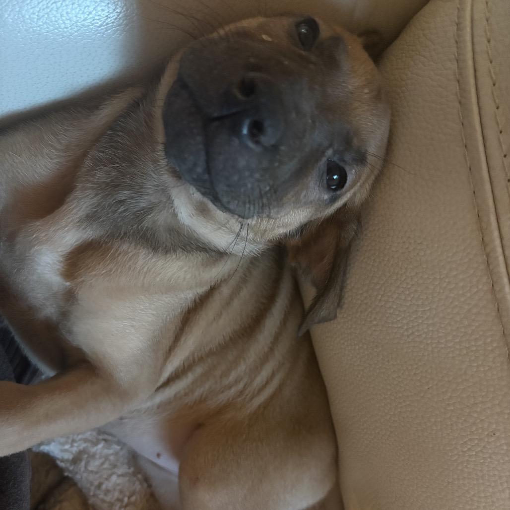 Moira Rose, a Adoptable mixed breed in Riverside, CA image 4/6