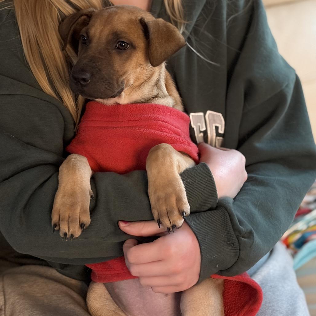 Moira Rose, a Adoptable mixed breed in Riverside, CA image 5/6