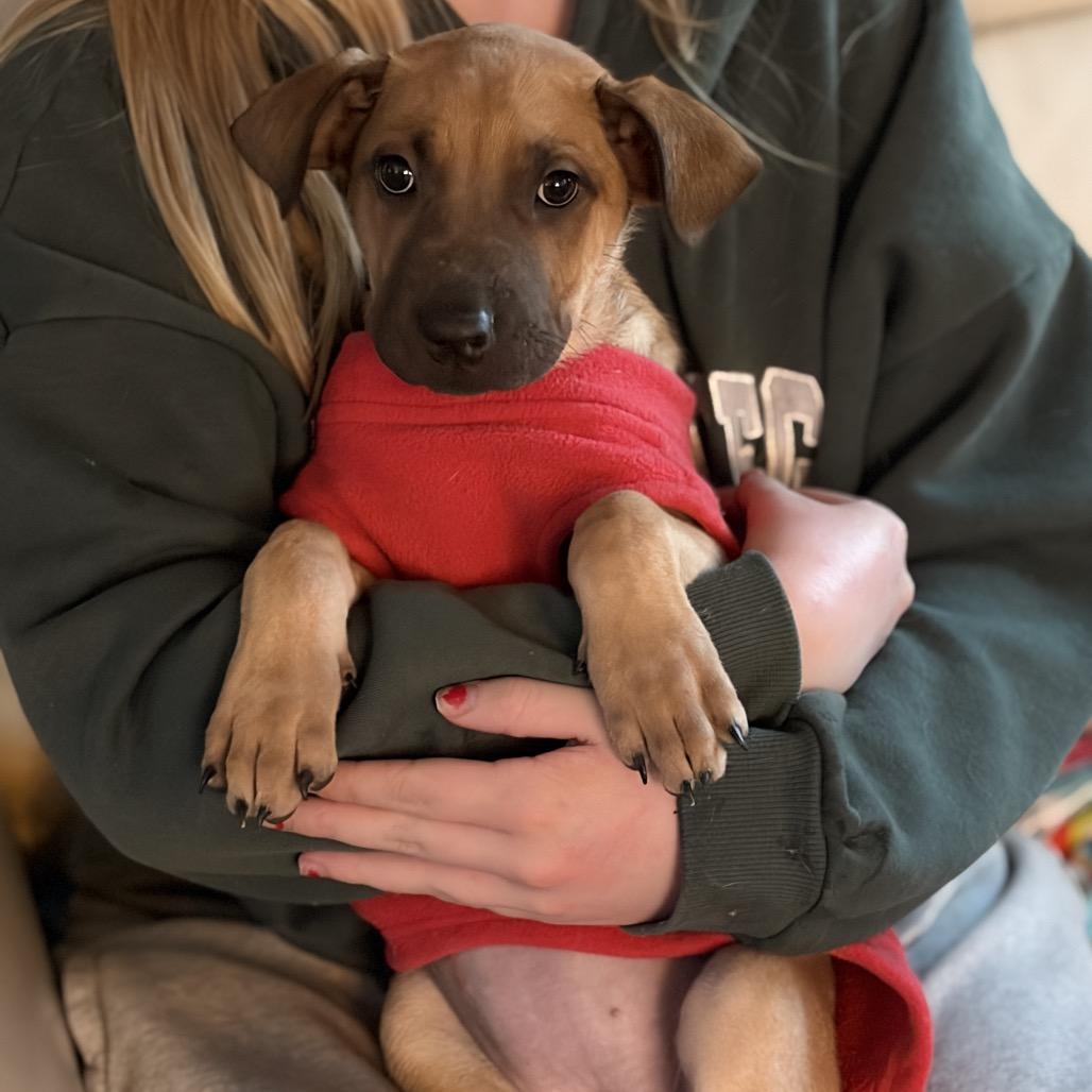Moira Rose, a Adoptable mixed breed in Riverside, CA image 6/6