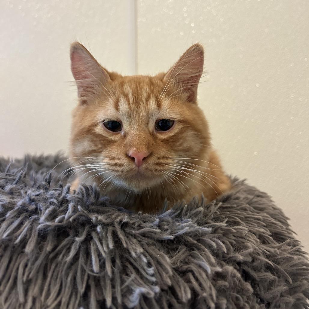 Pizza, Adoptable, Young Male Domestic Short Hair.