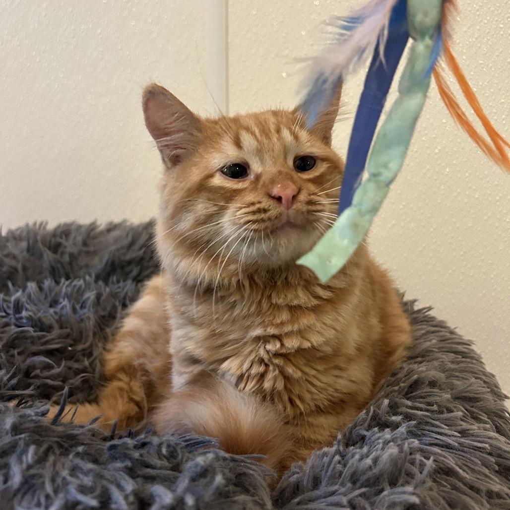 Pizza, a Adoptable Domestic Short Hair in Kailua Kona, HI image 2/5