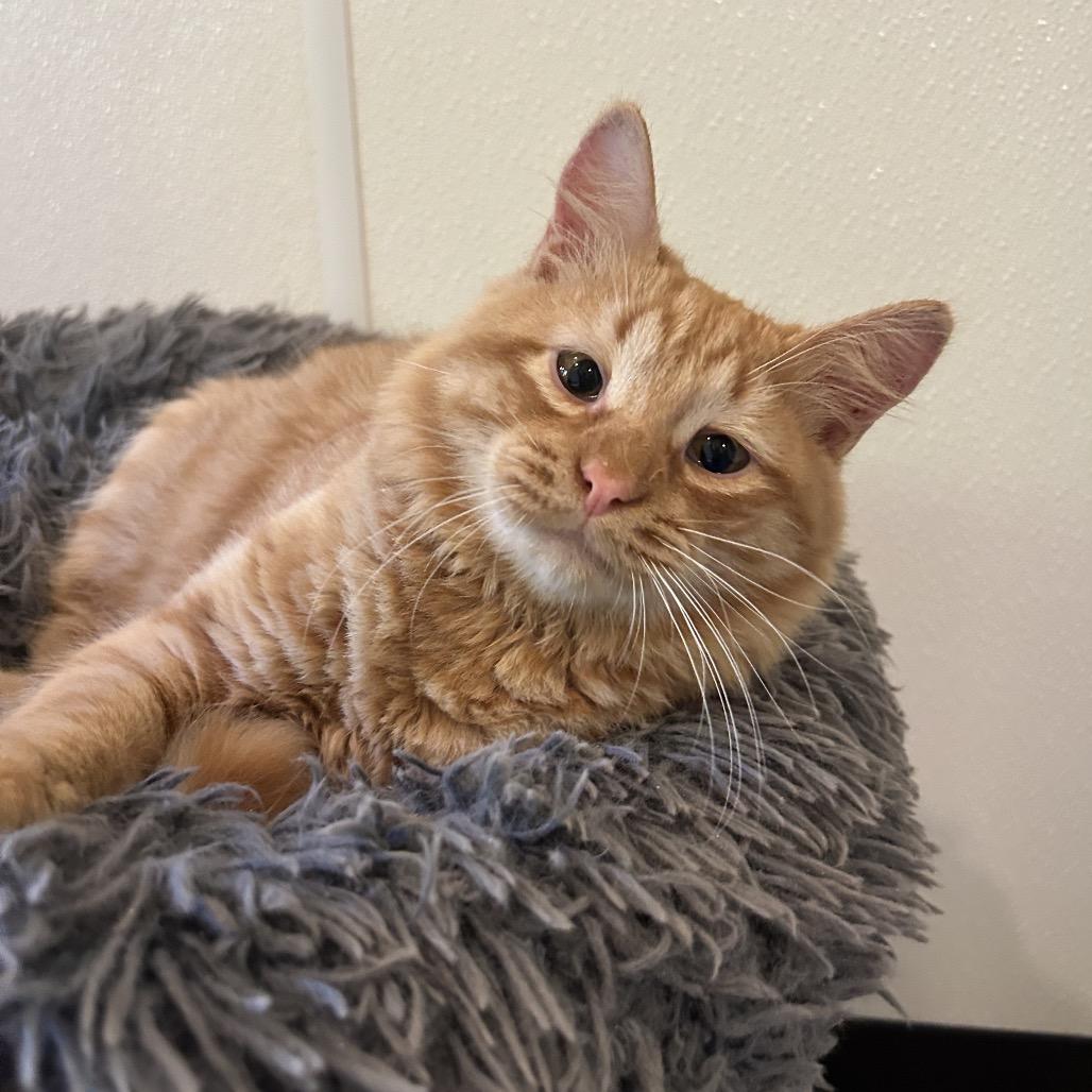 Pizza, a Adoptable Domestic Short Hair in Kailua Kona, HI image 3/5
