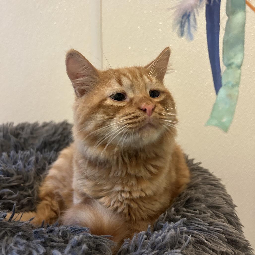 Pizza, a Adoptable Domestic Short Hair in Kailua Kona, HI image 4/5