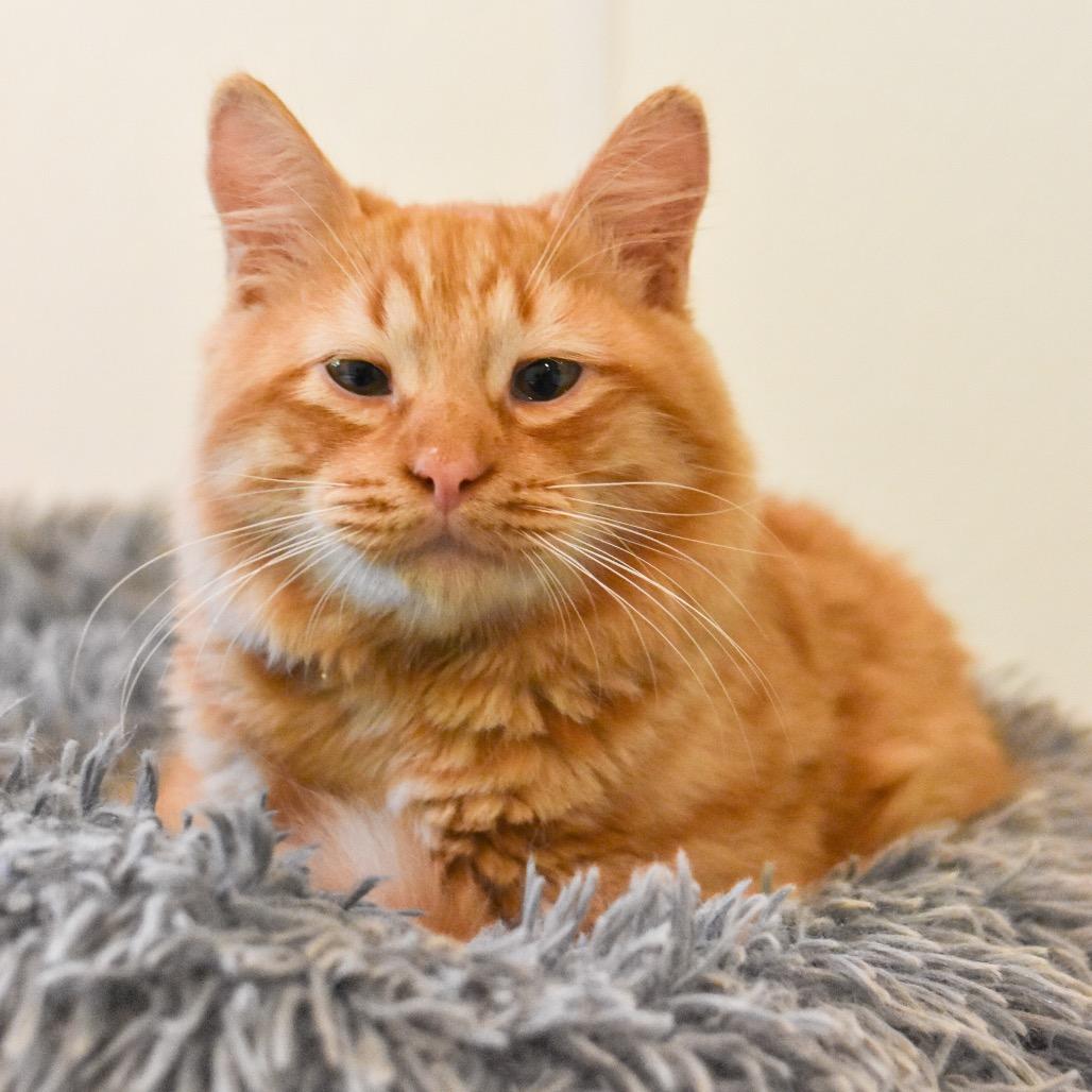 Pizza, a Adoptable Domestic Short Hair in Kailua Kona, HI image 5/5