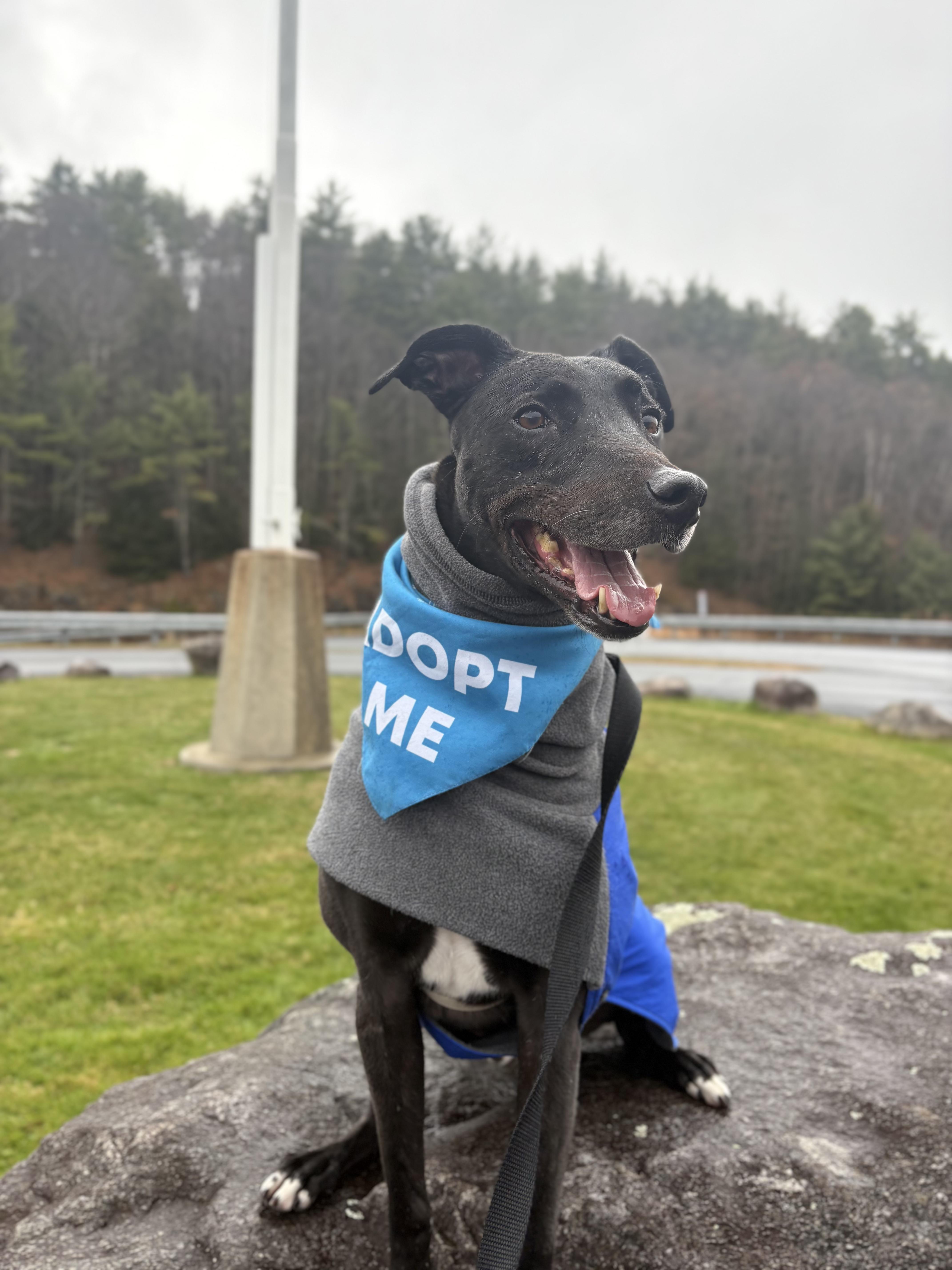 Dexter, a Adoptable mixed breed image 1/6