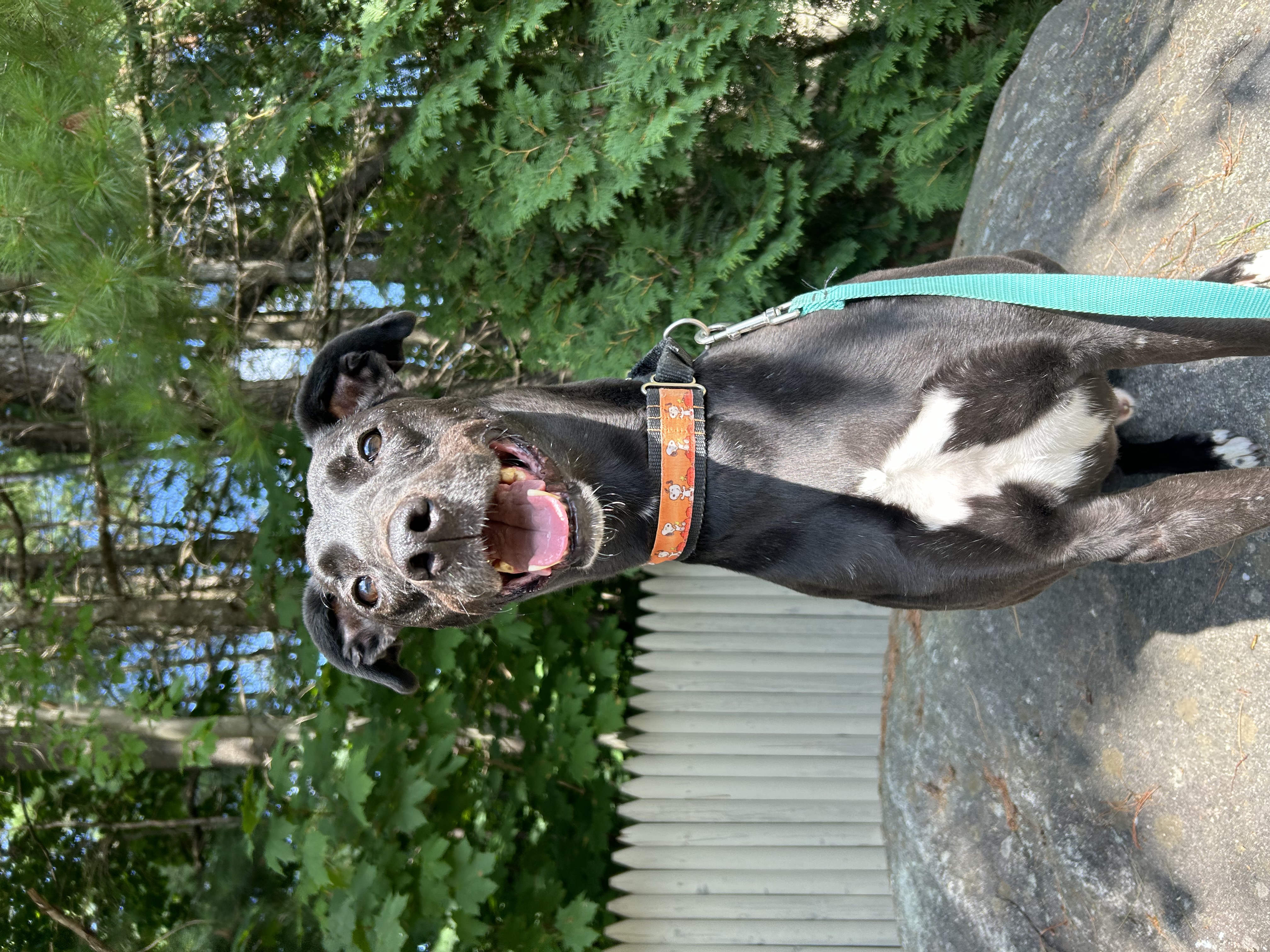 Dexter, a Adoptable mixed breed image 4/6