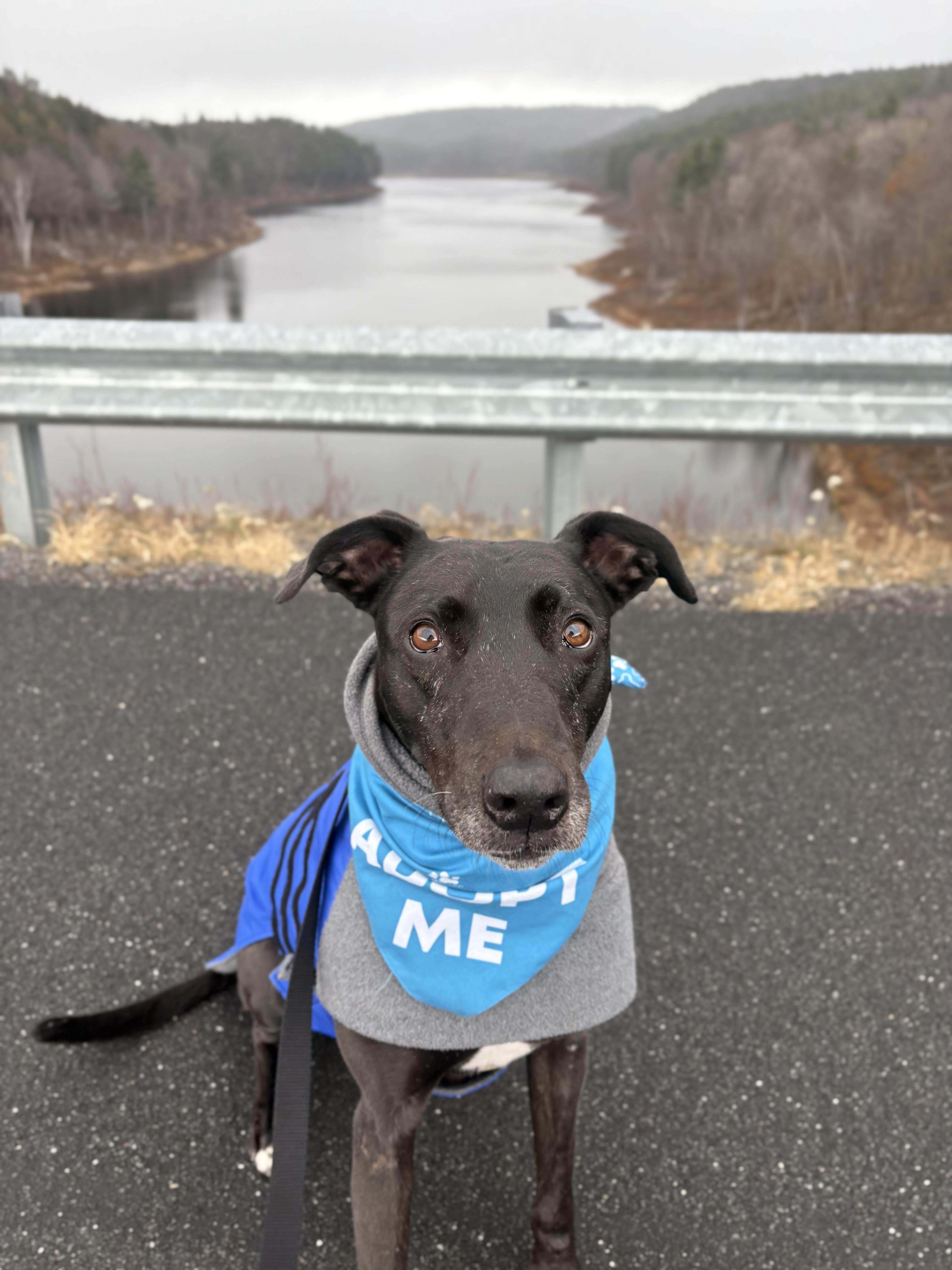 Dexter, a Adoptable mixed breed image 3/6