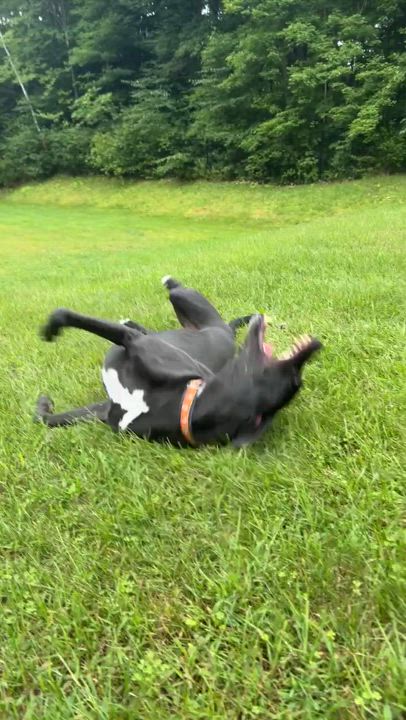 Enlarge Dexter, a Adoptable mixed breed video 5/6