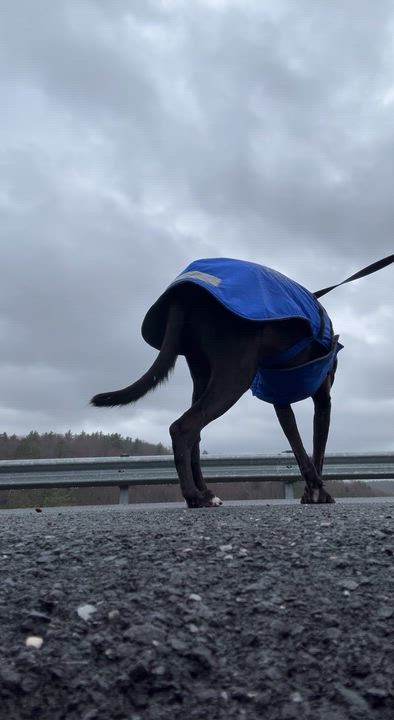 Enlarge Dexter, a Adoptable mixed breed video 2/6