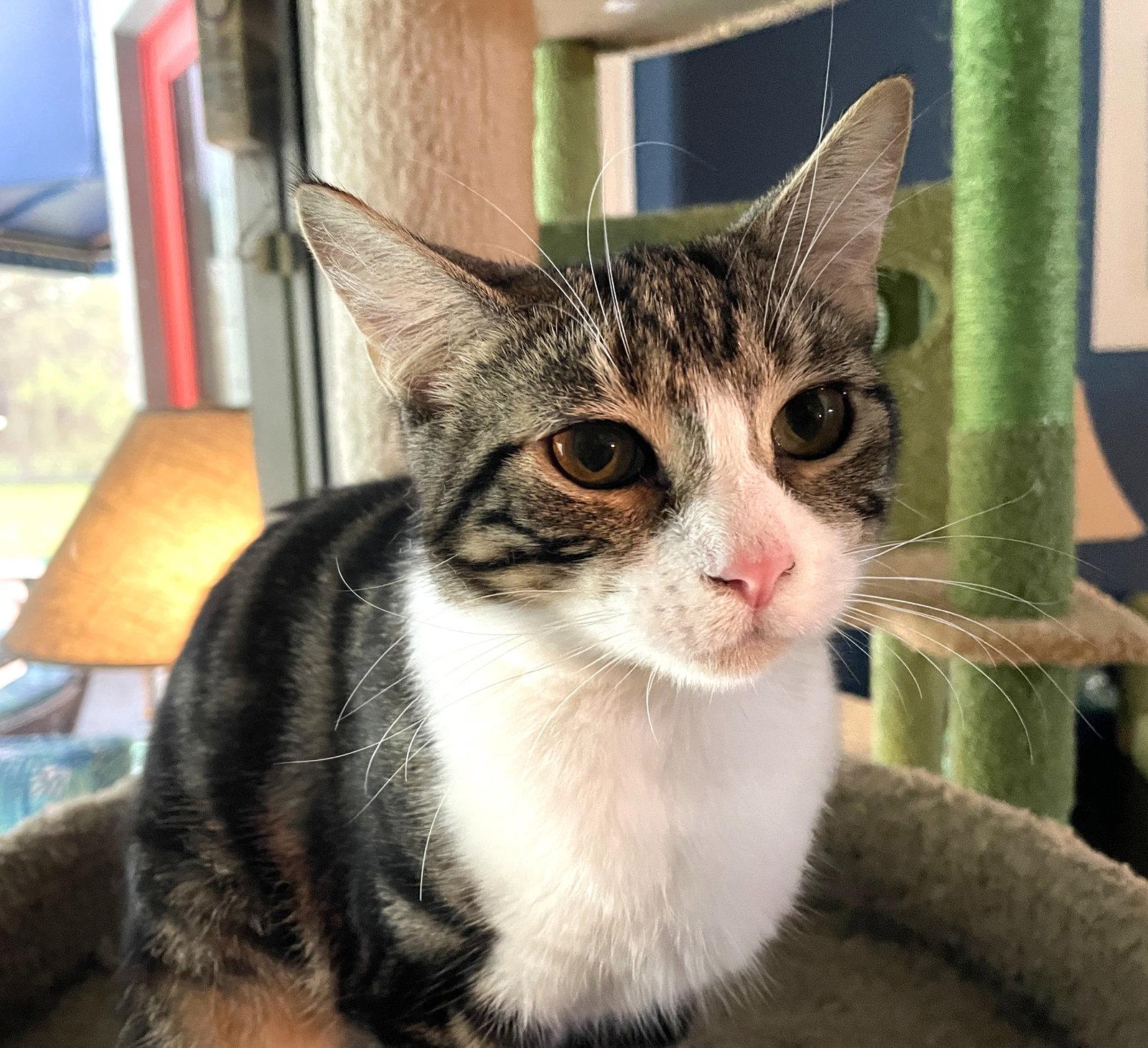 Frannie, a Adoptable Domestic Short Hair in Lighthouse Point, FL image 1/3