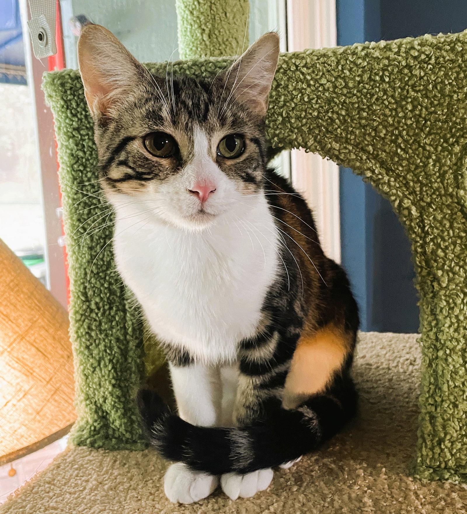 Frannie, a Adoptable Domestic Short Hair in Lighthouse Point, FL image 2/3