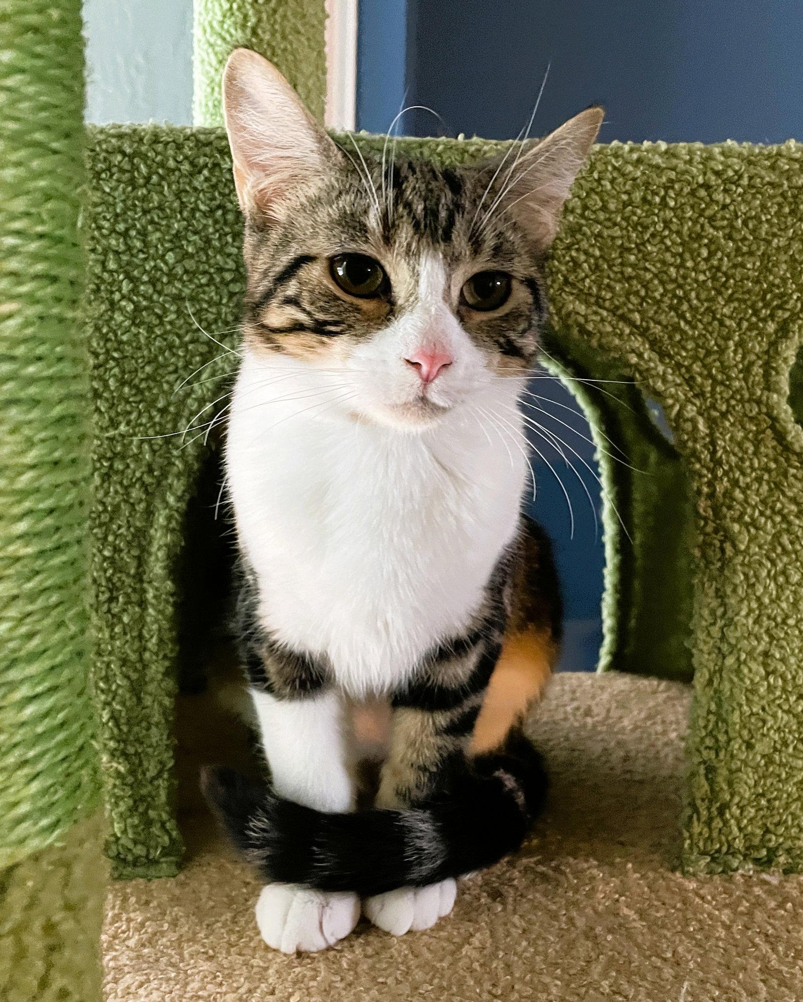 Frannie, a Adoptable Domestic Short Hair in Lighthouse Point, FL image 3/3