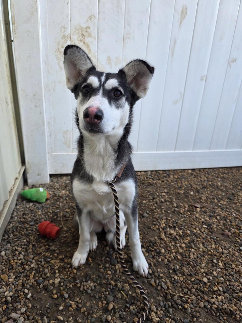 Nyla, Adoptable, Young Female Husky & Mixed Breed.