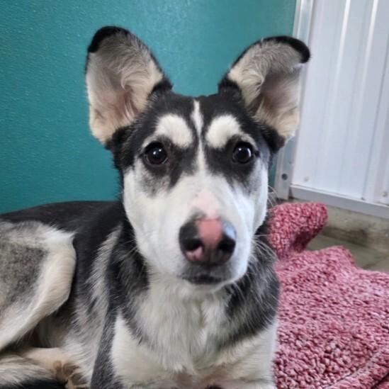 Enlarge Nyla, a Adoptable mixed breed in Yankton, SD image 2/4