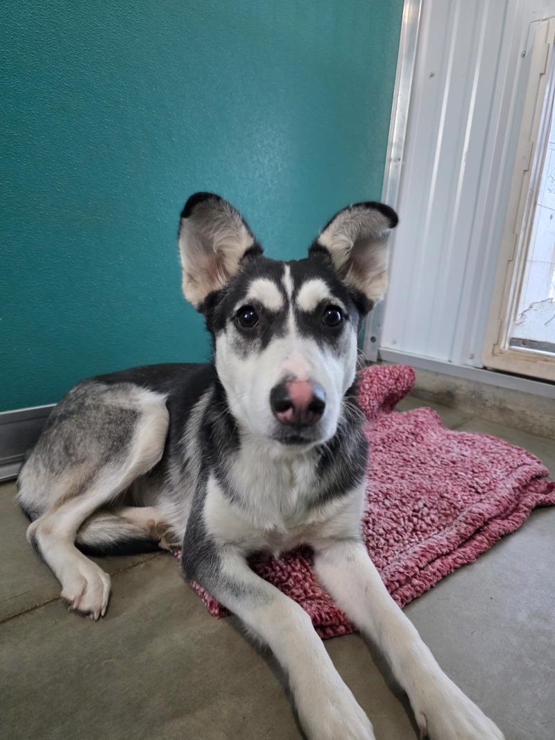 Enlarge Nyla, a Adoptable mixed breed in Yankton, SD image 3/4