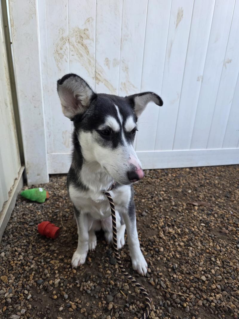 Enlarge Nyla, a Adoptable mixed breed in Yankton, SD image 4/4