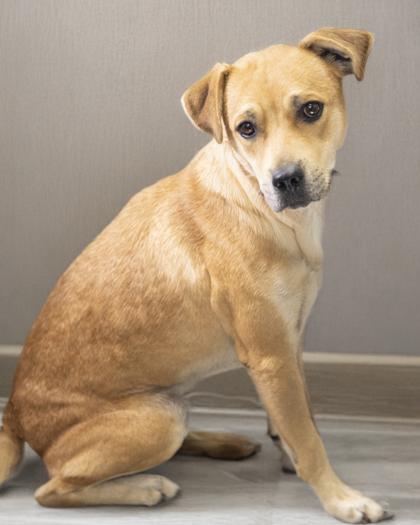 Enlarge Tipsy, a ADOPTABLE mixed breed in Bedford, IN image 1/1