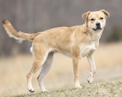 Tipsy, a ADOPTABLE mixed breed in Bedford, IN image 2/2
