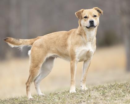 Tipsy, ADOPTABLE, Adult Female Mixed Breed.