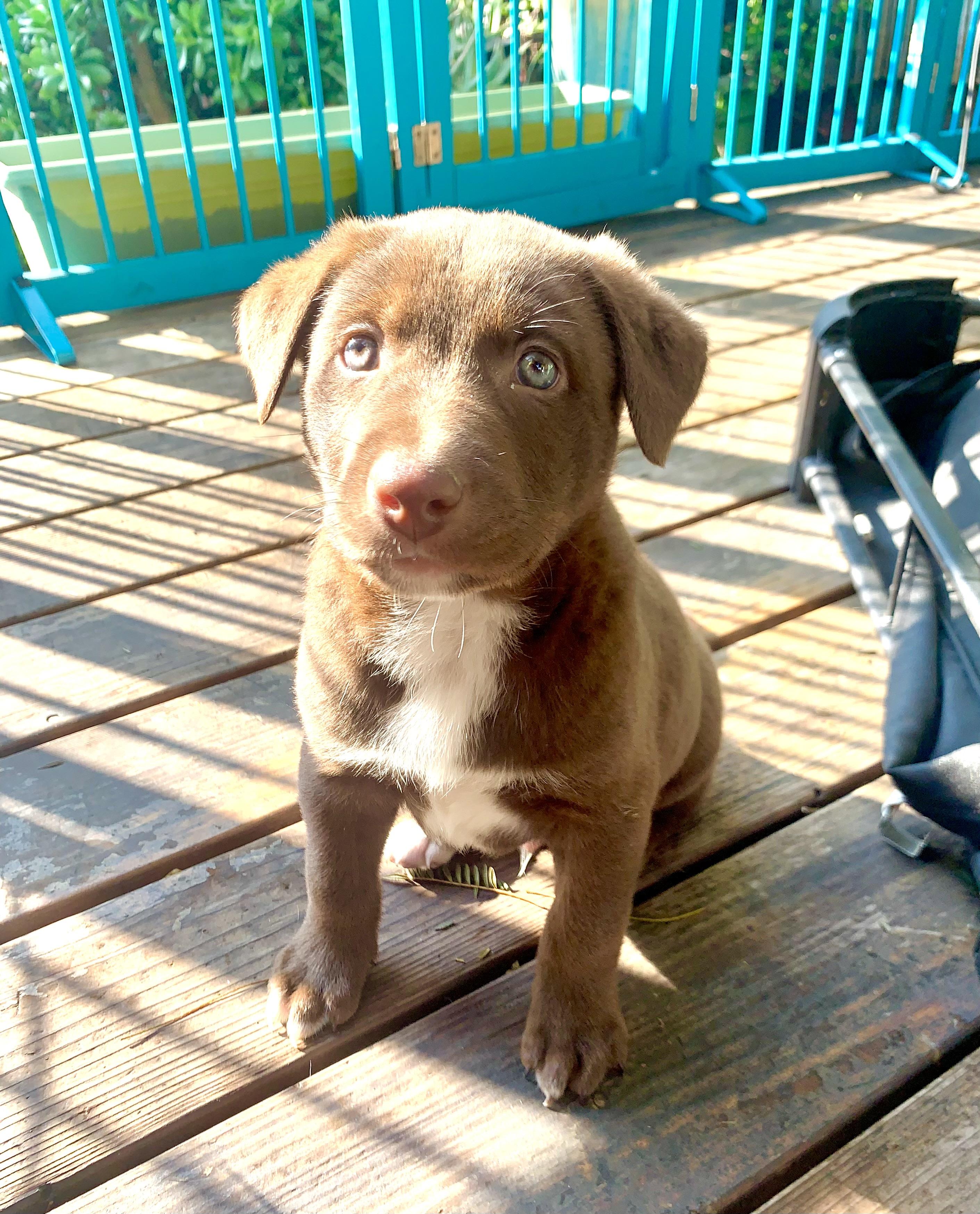 Enlarge Hershey, a Adopted mixed breed in Discovery Bay, CA image 1/1