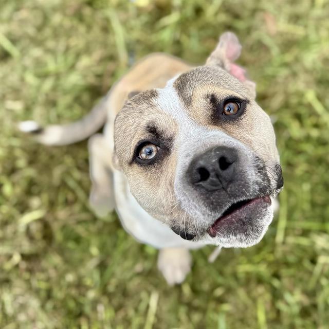 RYDER — thumbnail 2