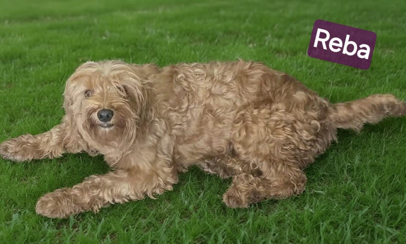 Enlarge Reba, an adopted Cavapoo in Wheelersburg, OH image 1/2
