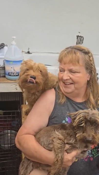 Enlarge Reba, an adopted Cavapoo in Wheelersburg, OH video 2/2