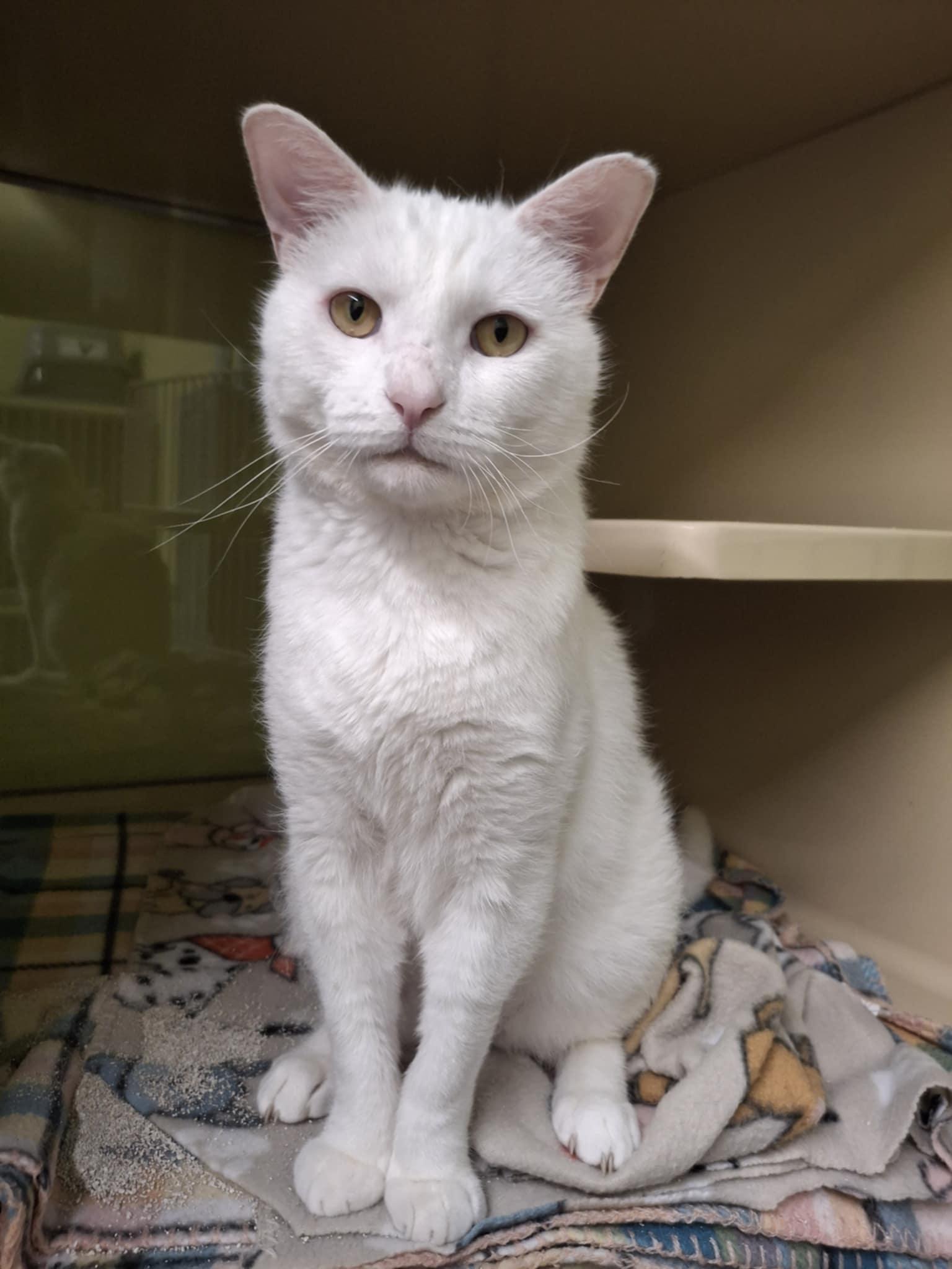 Yeti, Adoptable, Adult Male Domestic Short Hair.