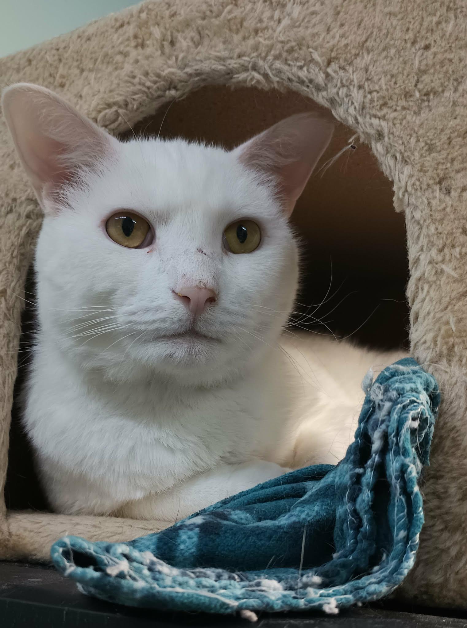 Yeti, a Adoptable Domestic Short Hair in Gonic, NH image 1/3