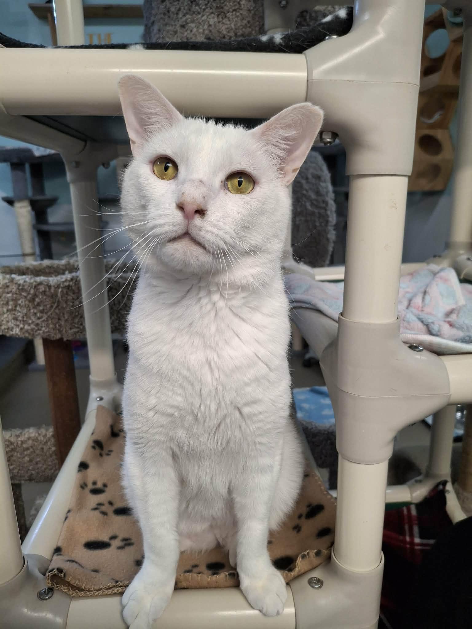 Yeti, a Adoptable Domestic Short Hair in Gonic, NH image 2/3