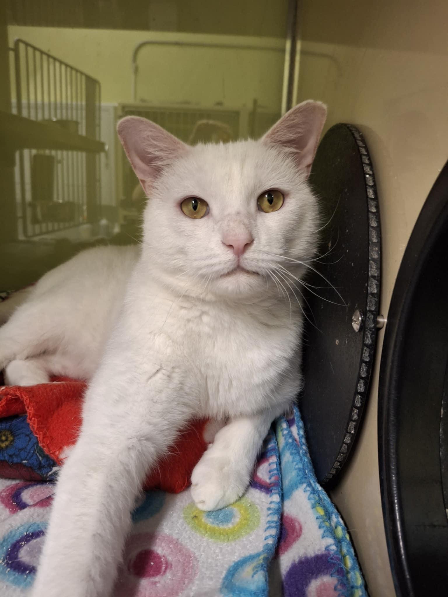 Yeti, a Adoptable Domestic Short Hair in Gonic, NH image 3/3