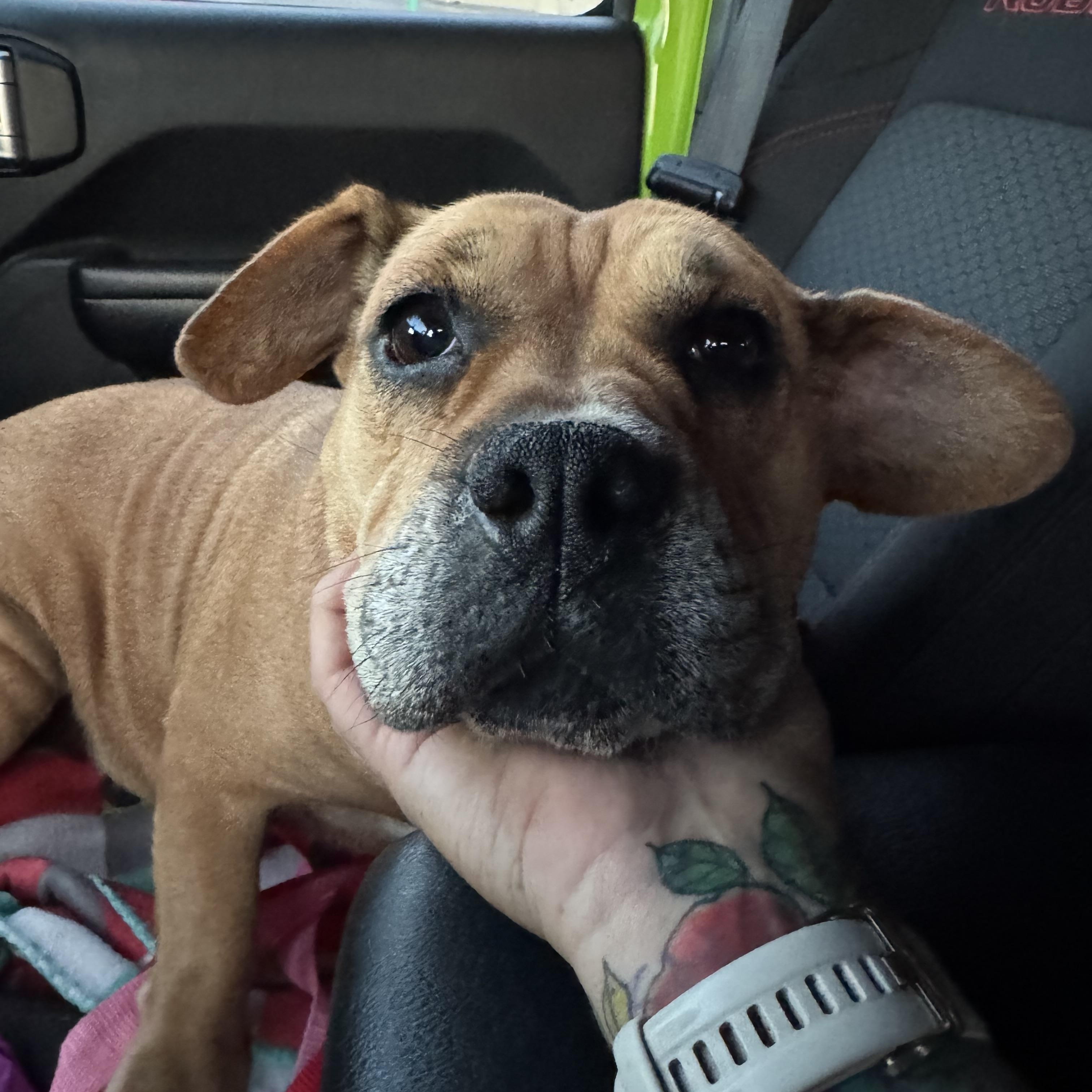 Mazzy, a Adoptable mixed breed in East Amherst, NY image 2/2