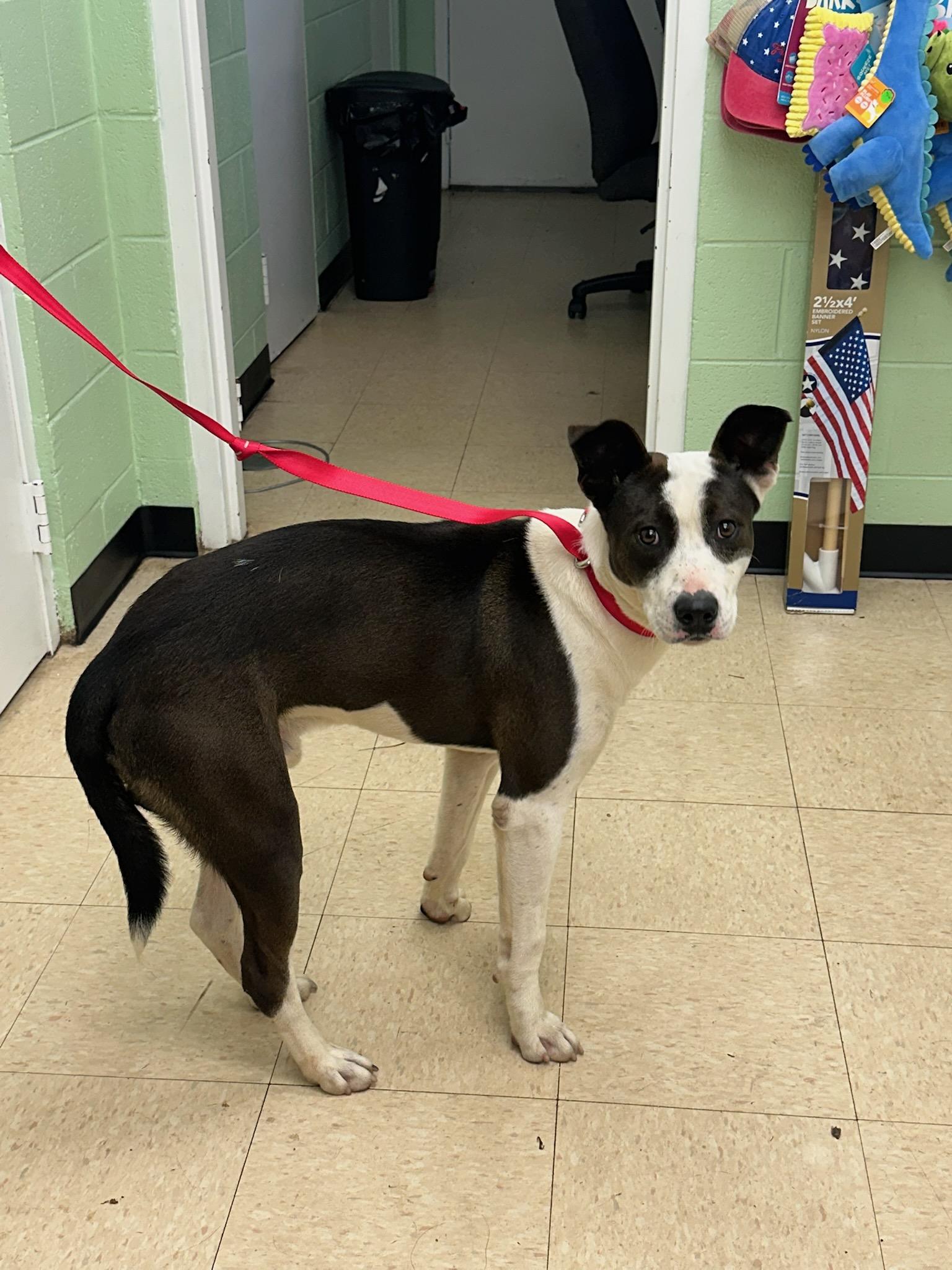Enlarge Steven, a Adoptable mixed breed in Martinsville, VA image 2/2