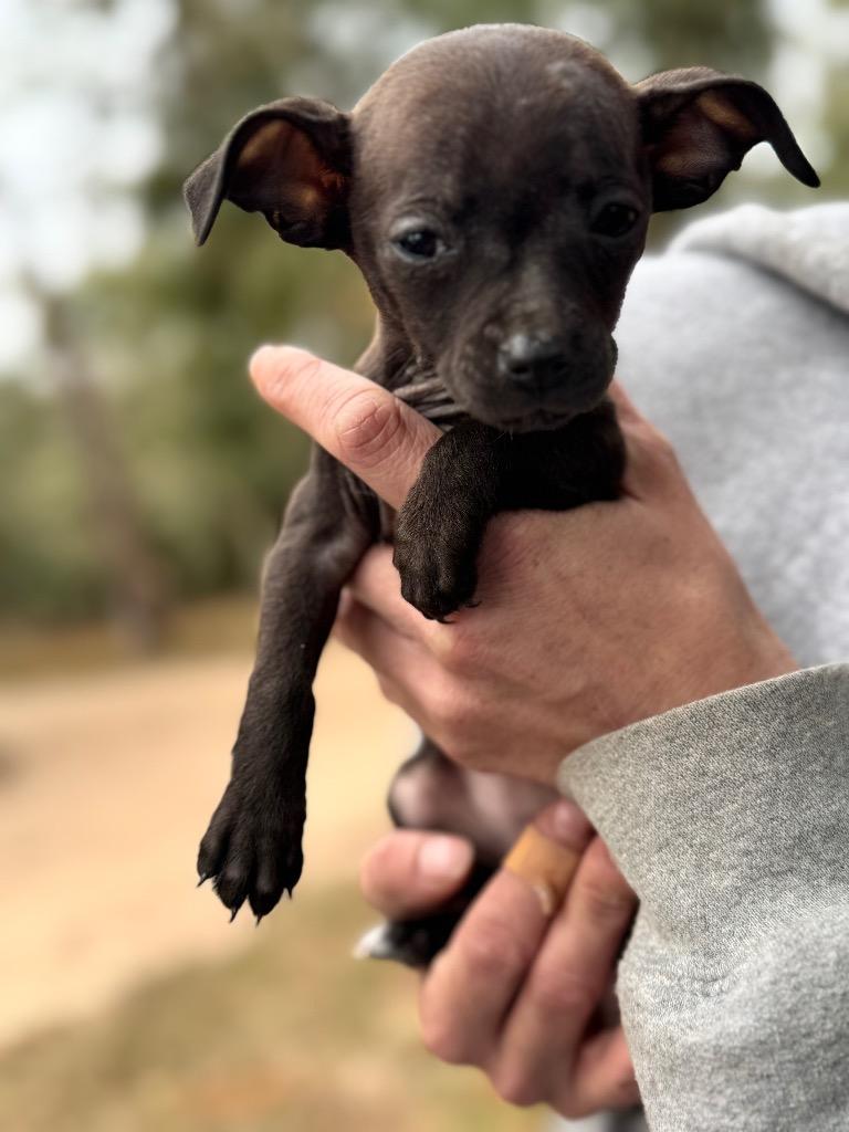 Powder, Adopted, Young Female Chihuahua.
