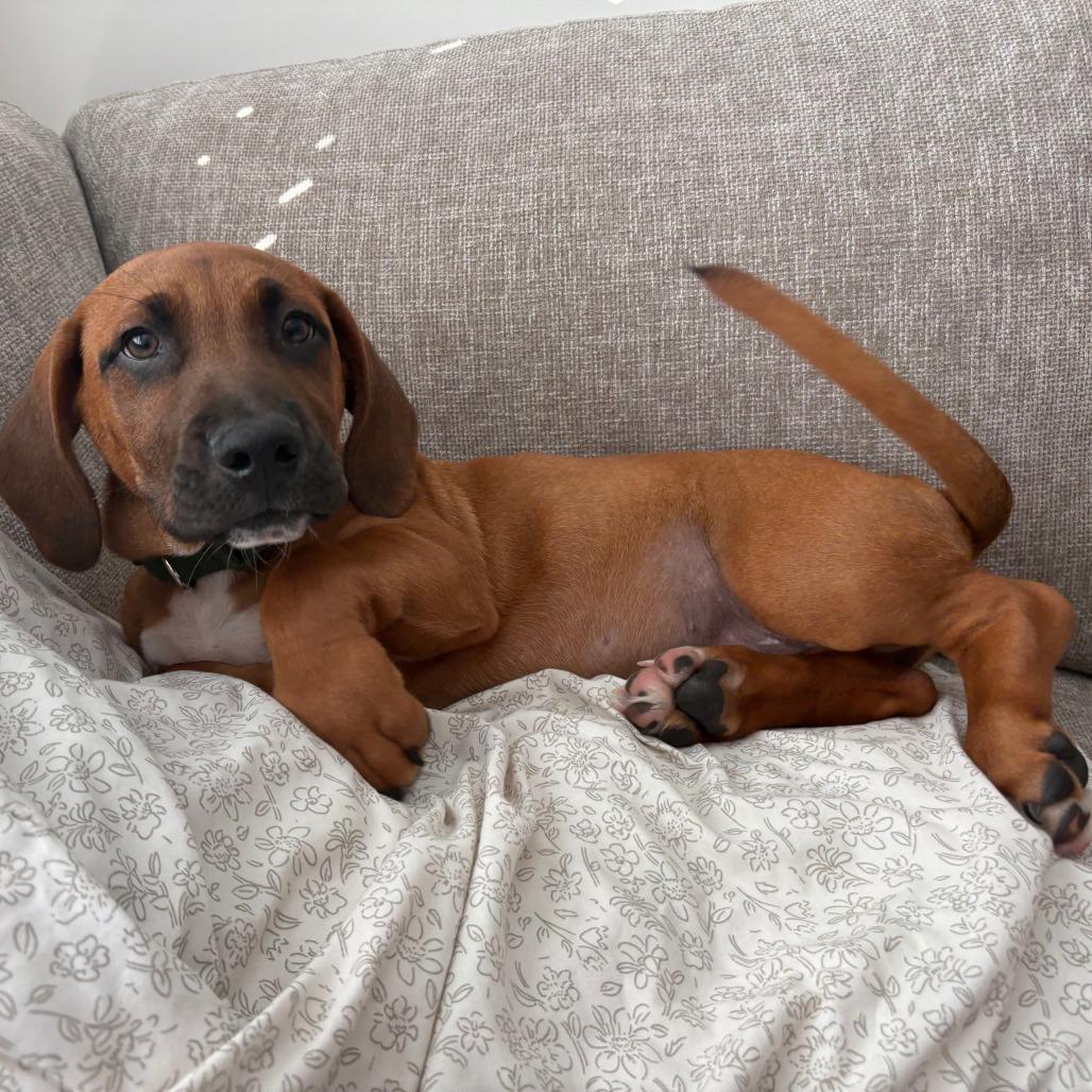Graham, Adoptable, Puppy Male Basset Hound & Mixed Breed.