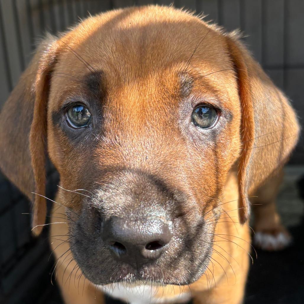 Enlarge Graham, a Adoptable mixed breed in Travelers Rest, SC image 2/4