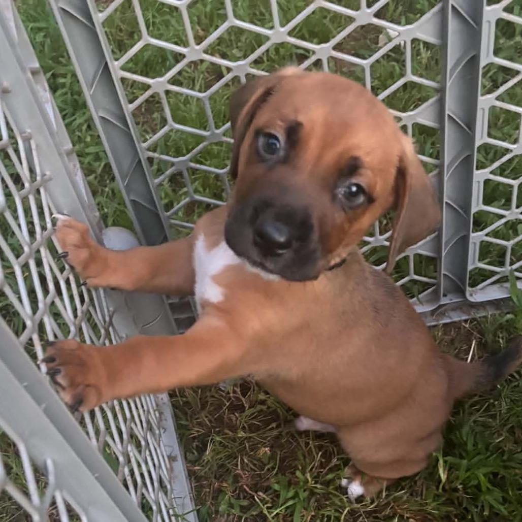 Enlarge Graham, a Adoptable mixed breed in Travelers Rest, SC image 4/4