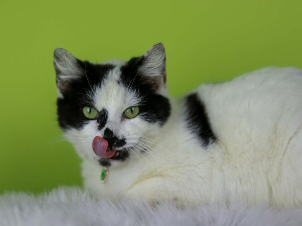 Destiny, a Adoptable Domestic Short Hair in Lewisburg, TN image 1/3
