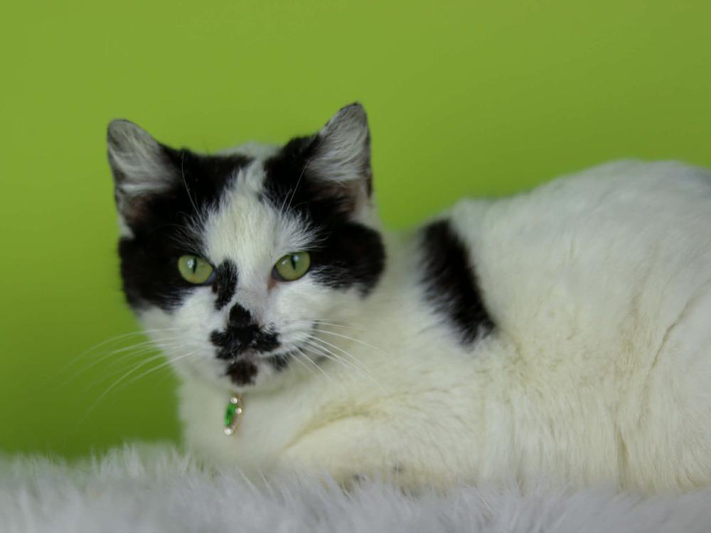 Destiny, a Adoptable Domestic Short Hair in Lewisburg, TN image 2/3
