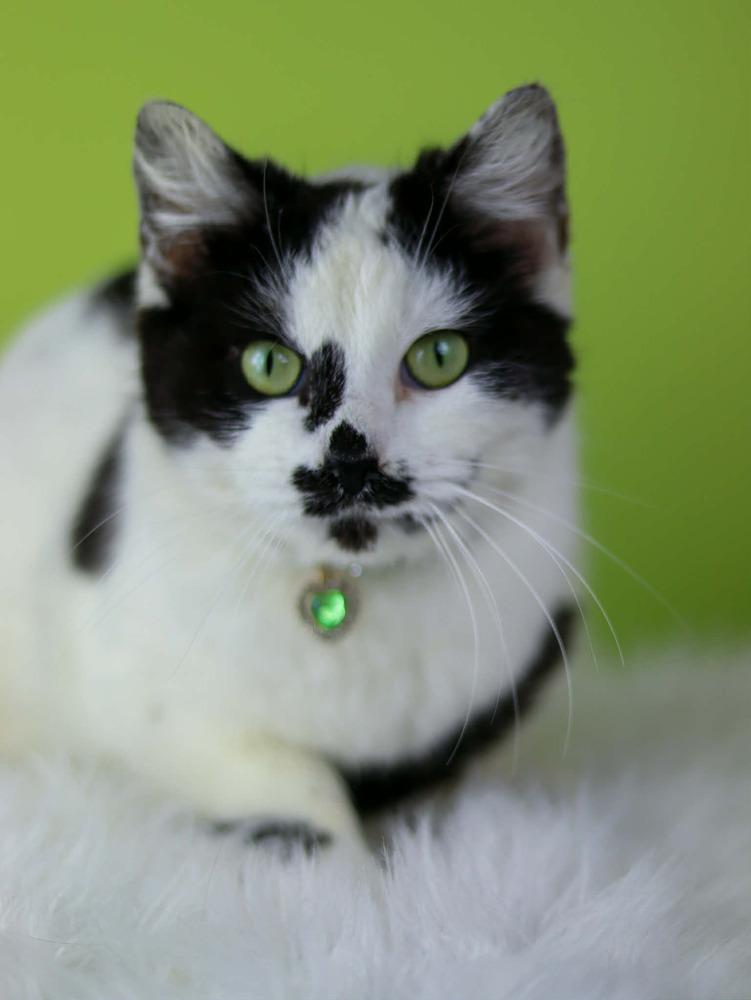 Destiny, a Adoptable Domestic Short Hair in Lewisburg, TN image 3/3