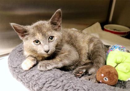 Bamboozle, Adoptable, Kitten Female Domestic Short Hair & Domestic Short Hair.