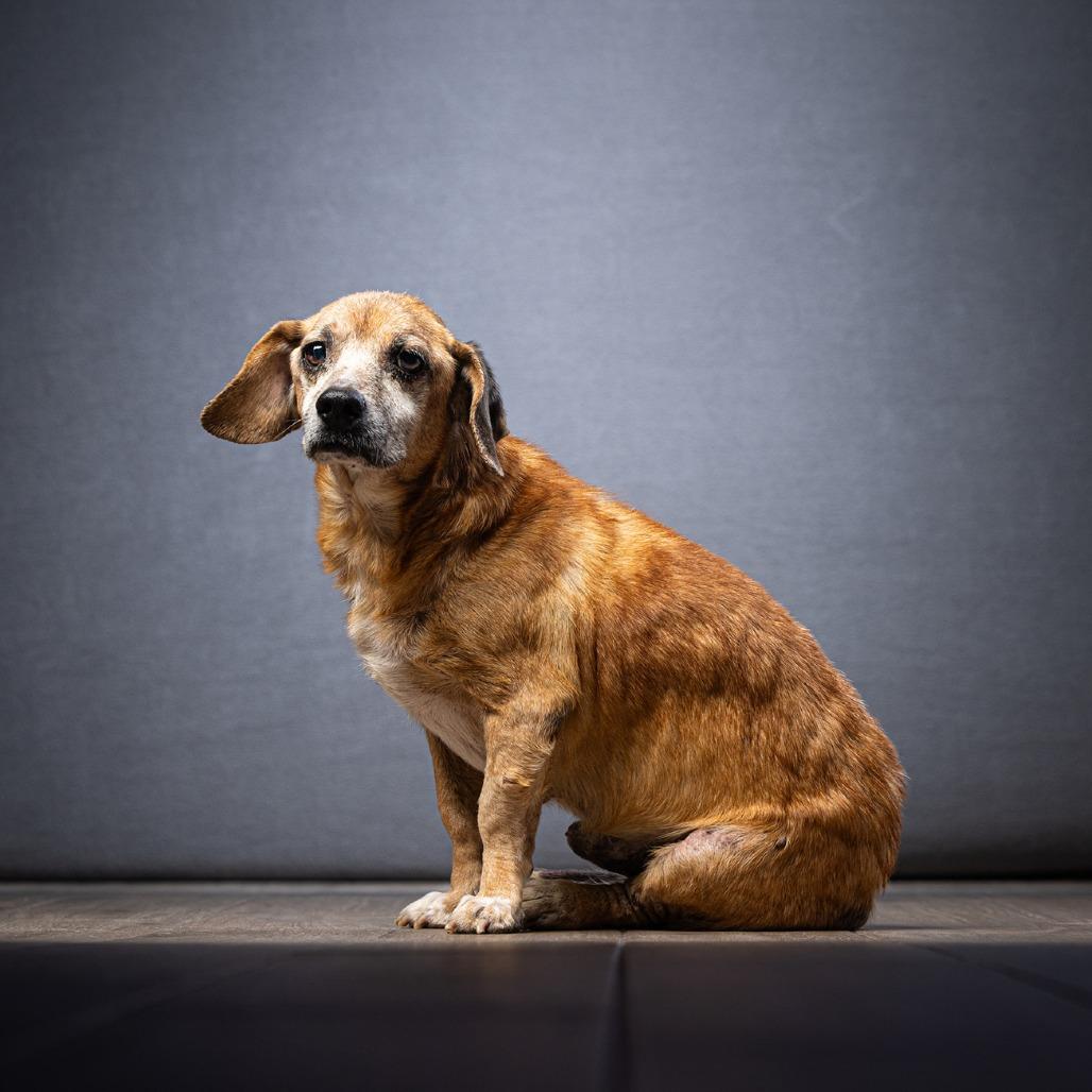 Scooby — thumbnail 2