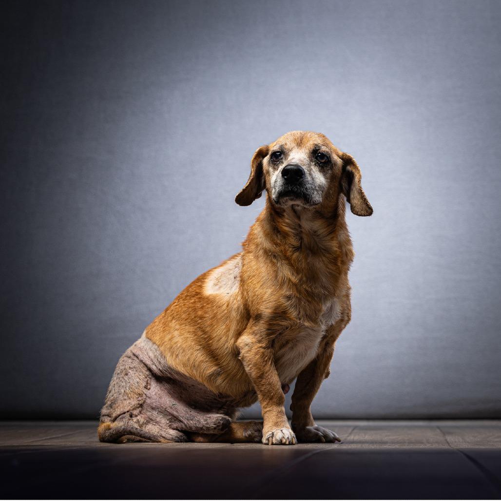 Scooby — thumbnail 3