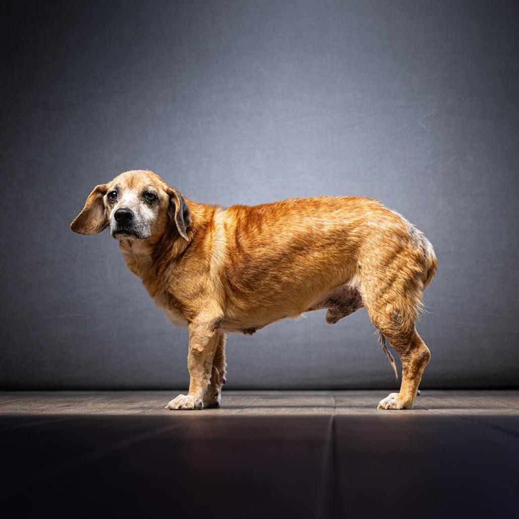 Scooby — thumbnail 4