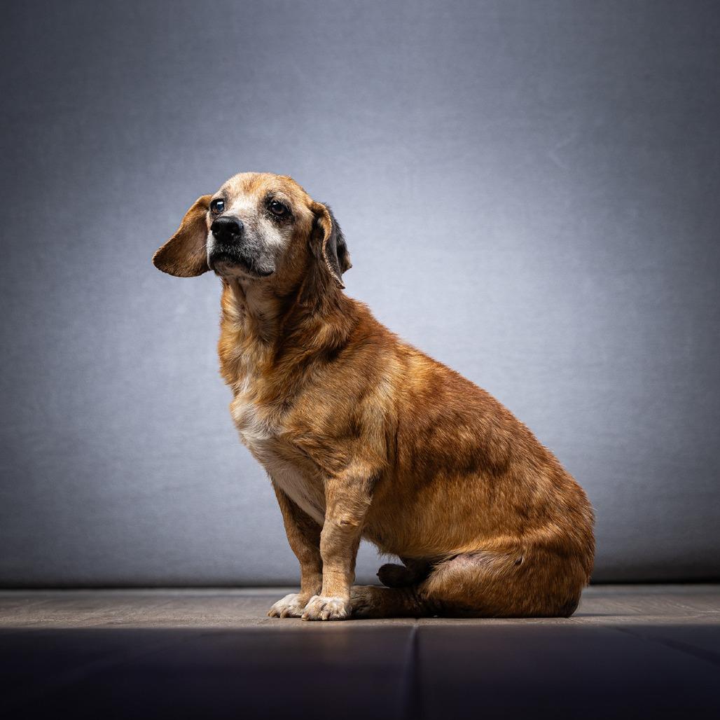 Scooby — thumbnail 5